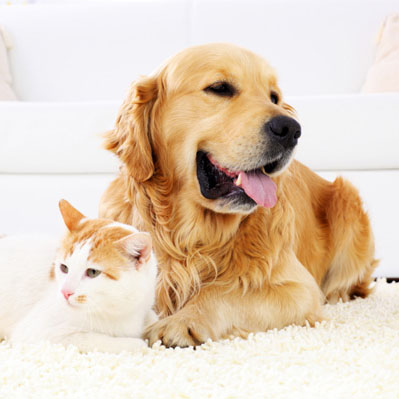 Pet Stain and Odour Removal Mandurah